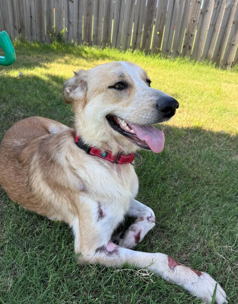 Enlarge Ruby, a Adoptable mixed breed in Fayetteville, AR image 5/6