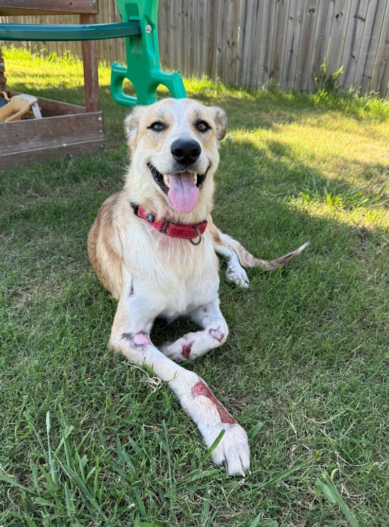 Enlarge Ruby, a Adoptable mixed breed in Fayetteville, AR image 6/6