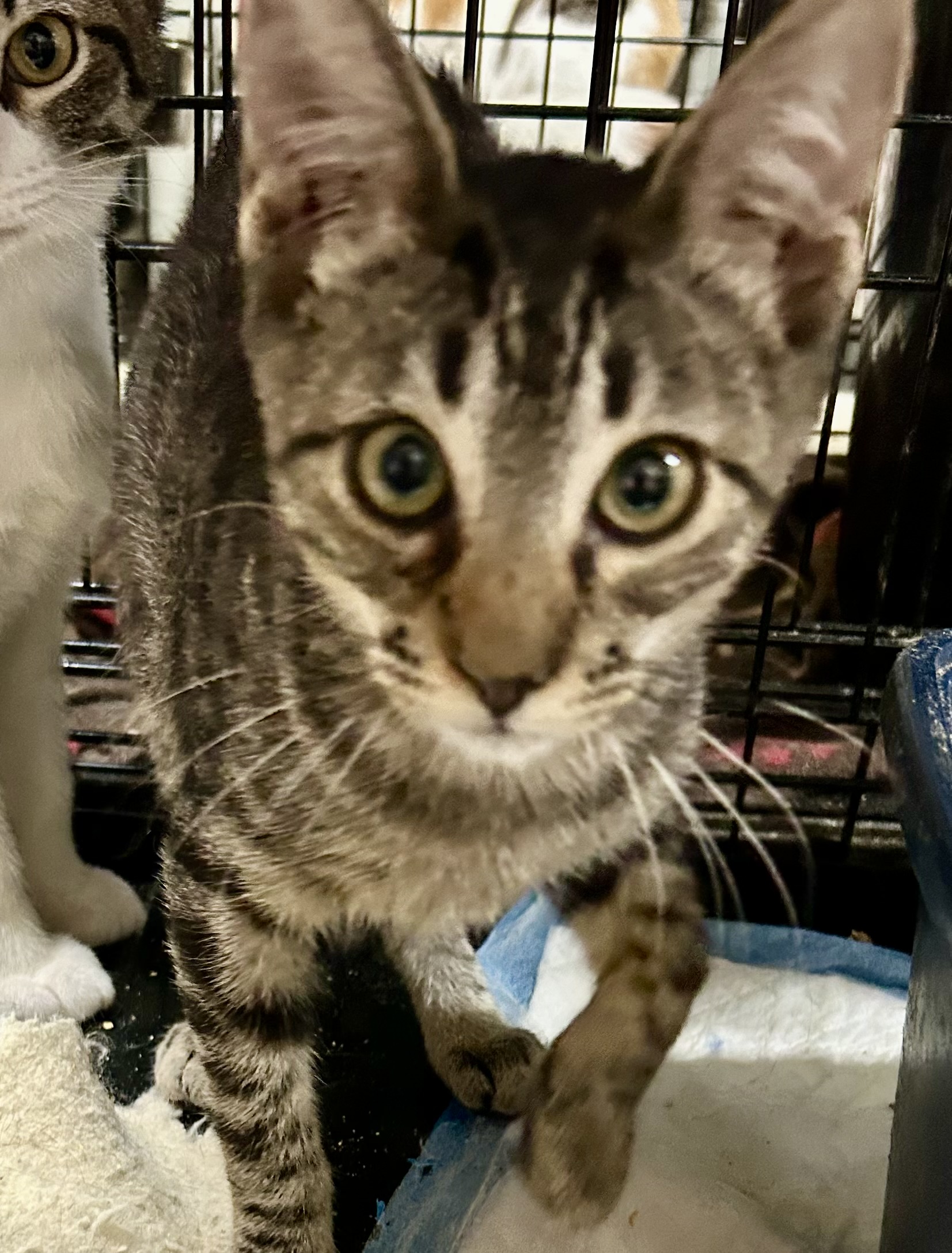 Lotty, an adoptable Tabby, American Shorthair in New Orleans, LA, 70175 | Photo Image 1