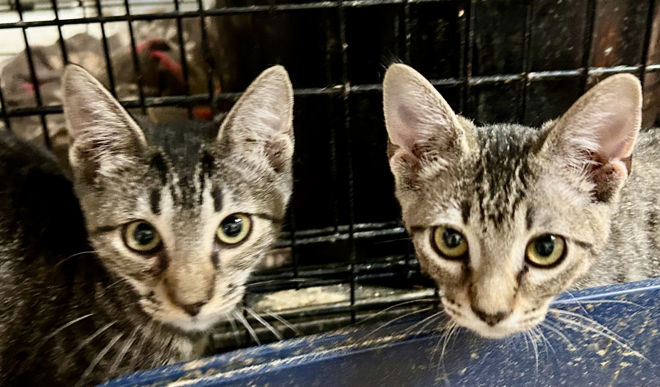 Lotty, a Adoptable mixed breed in New Orleans, LA image 2/2