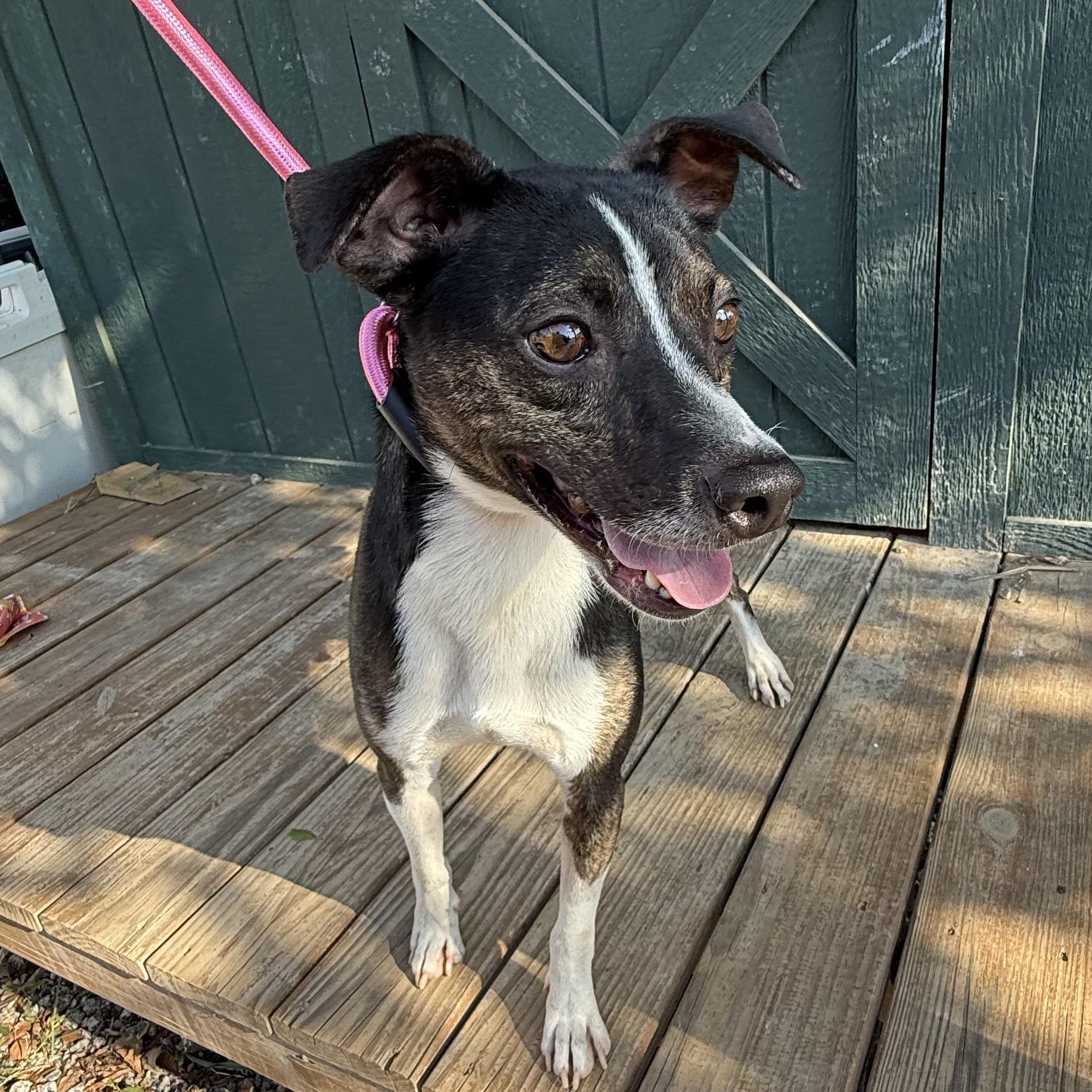 Enlarge Dillian, a Adoptable mixed breed in Northwood, NH image 2/4