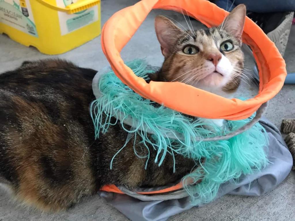 Enlarge DEMI, a Adoptable Calico in New Bern, NC image 1/6