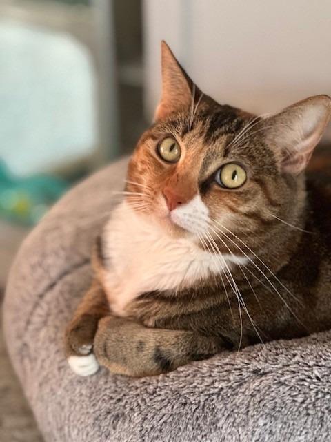 DEMI, a Adoptable Calico in New Bern, NC image 3/6