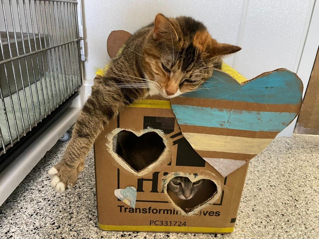 DEMI, a Adoptable Calico in New Bern, NC image 4/6