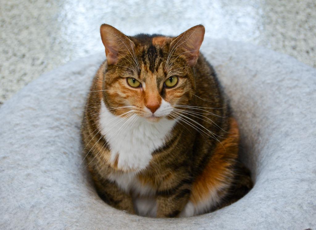 Enlarge DEMI, a Adoptable Calico in New Bern, NC image 6/6