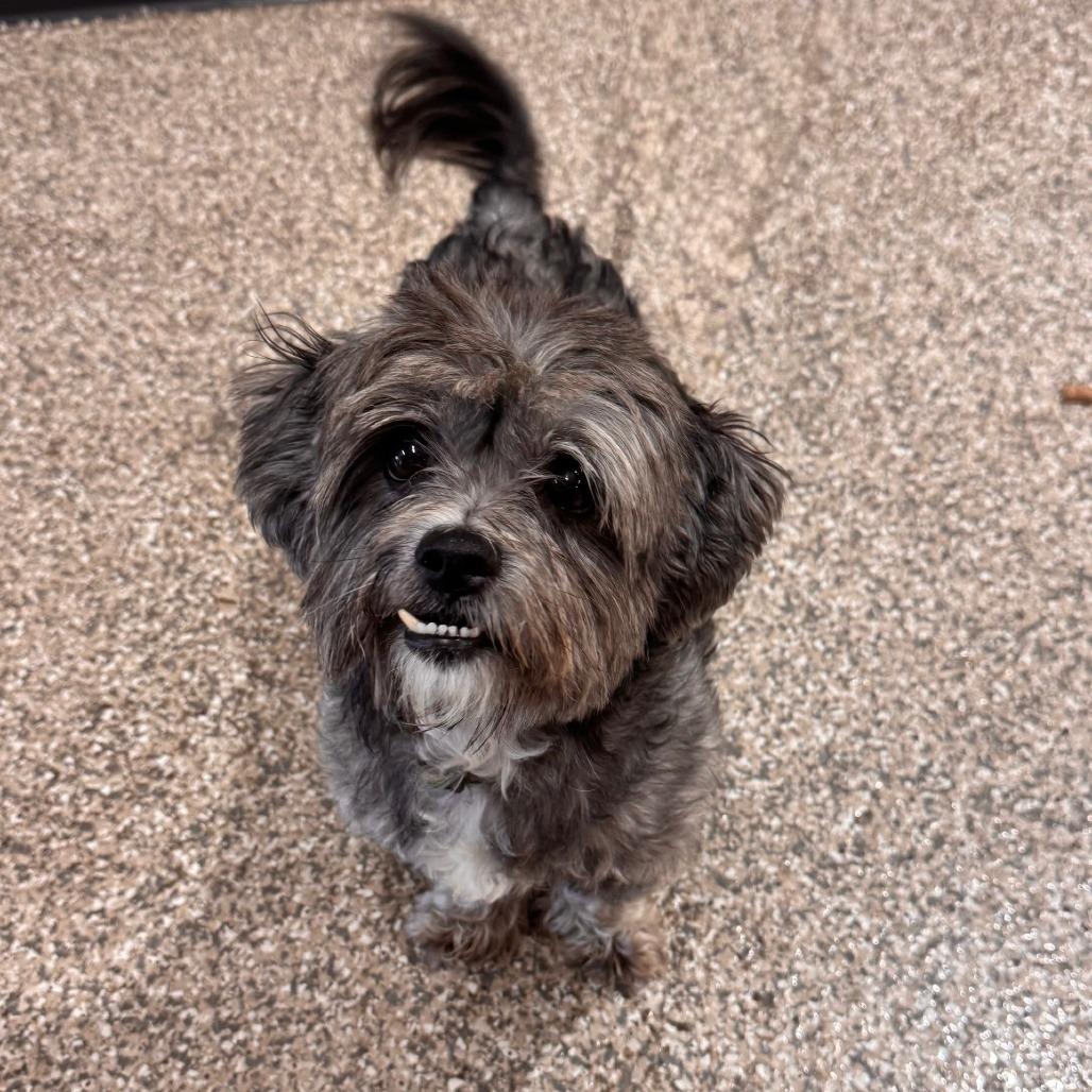 Smokey, Adoptable, Senior Male Shih Tzu & Mixed Breed.