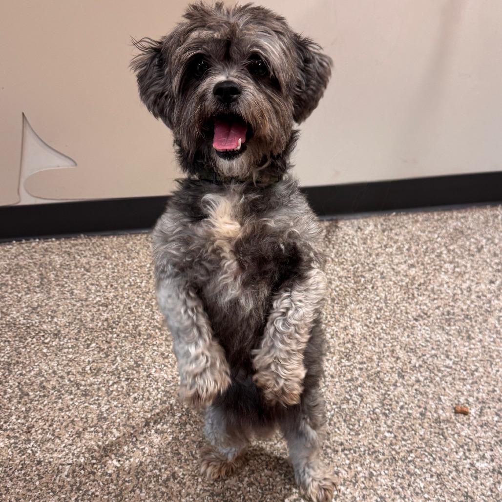 Enlarge Smokey, a Adoptable mixed breed in Saint Cloud, MN image 2/2