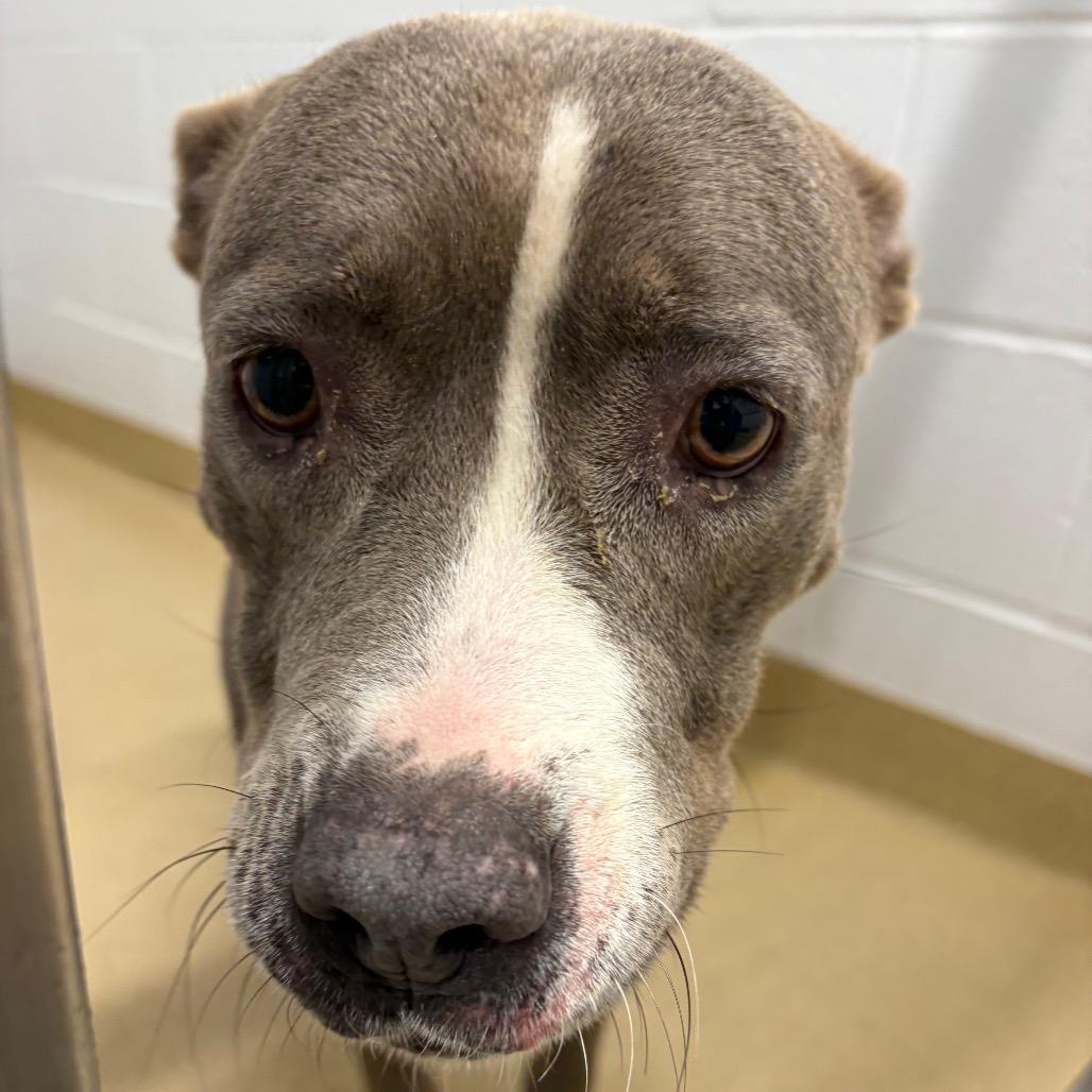 Clarice, Adoptable, Adult Female Mixed Breed.