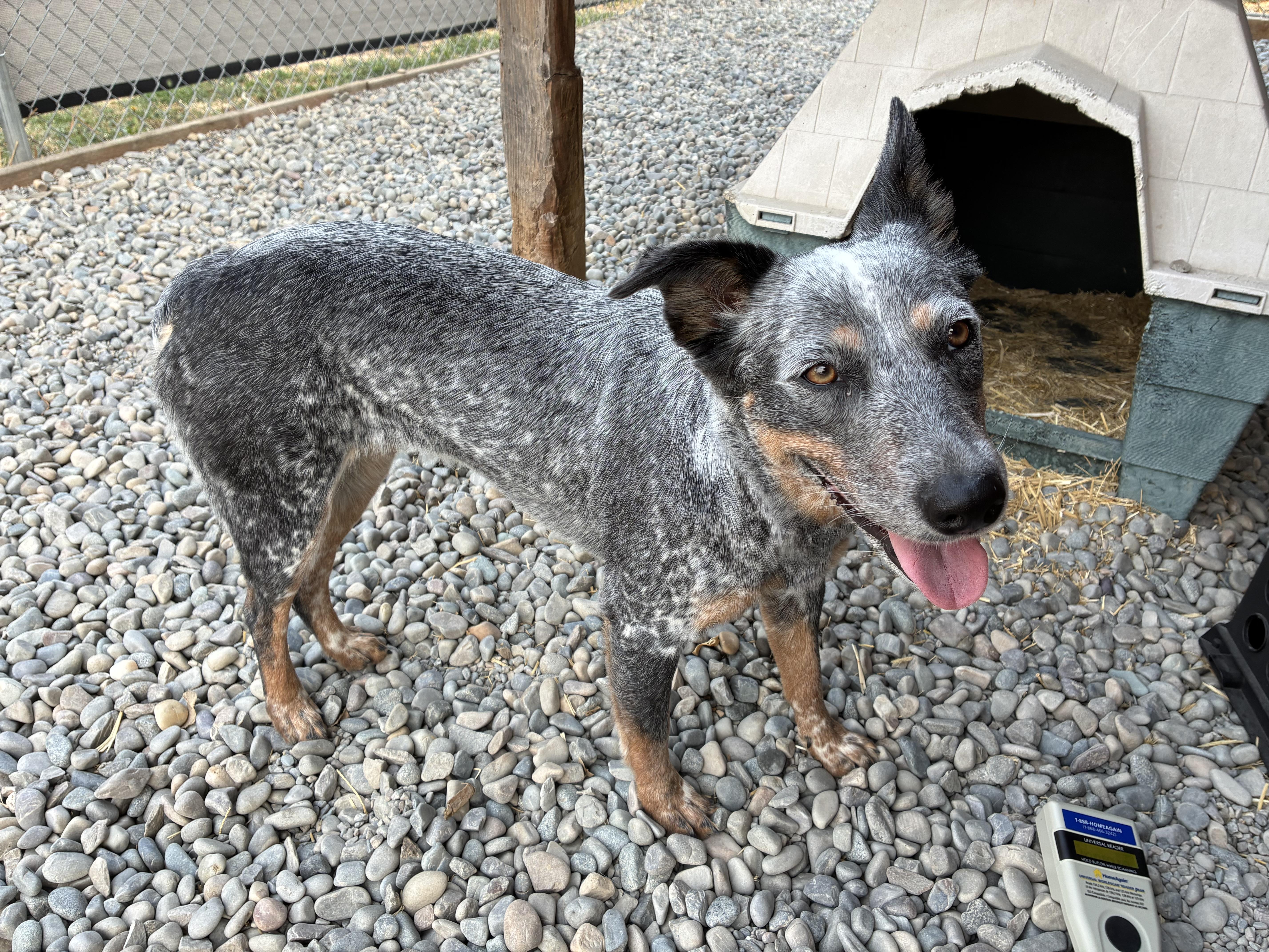 Rose, an adopted mixed breed in Bonners Ferry, ID image 2/2