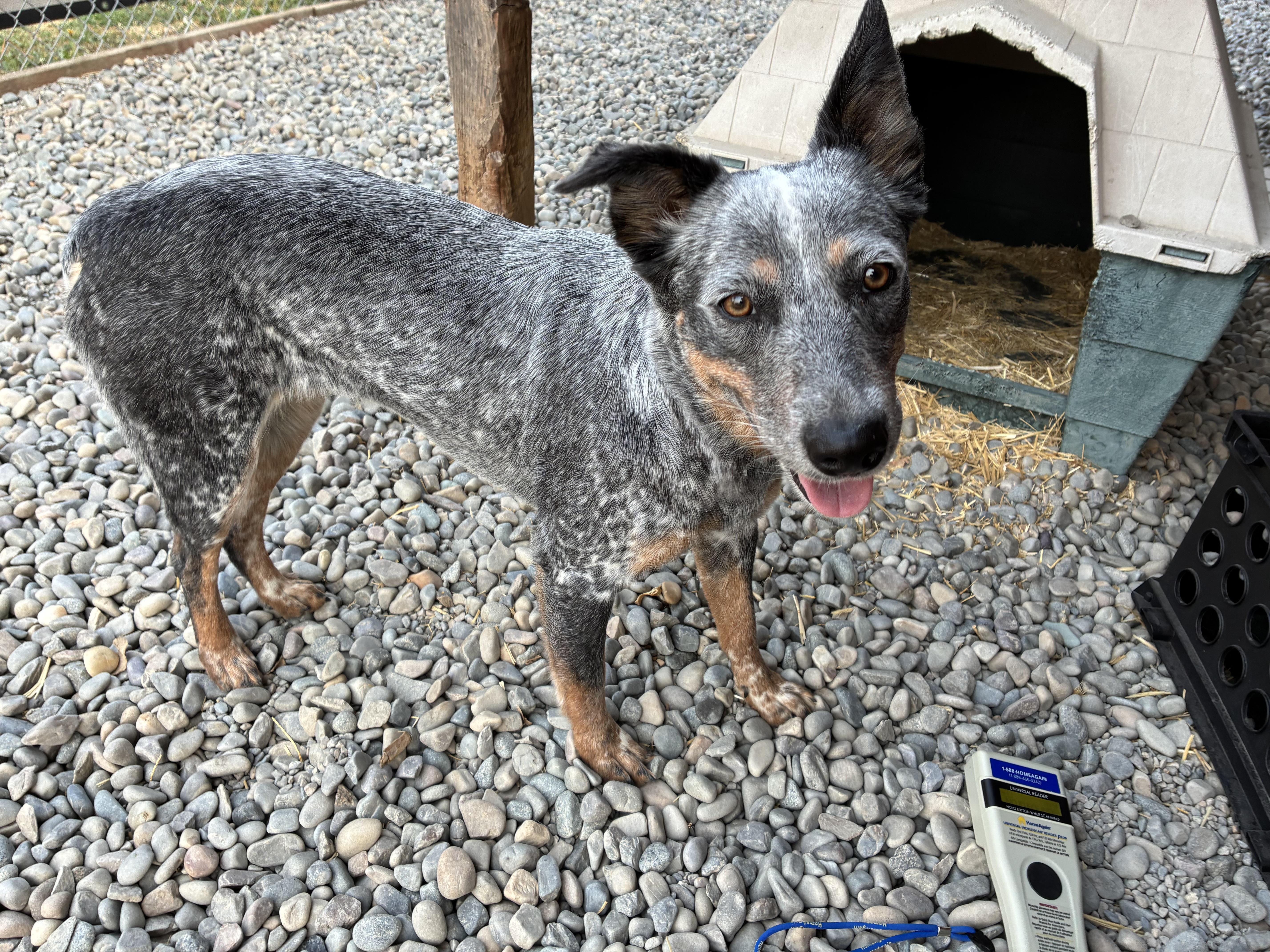 Rose, adopted, Young Female Australian Cattle Dog / Blue Heeler.