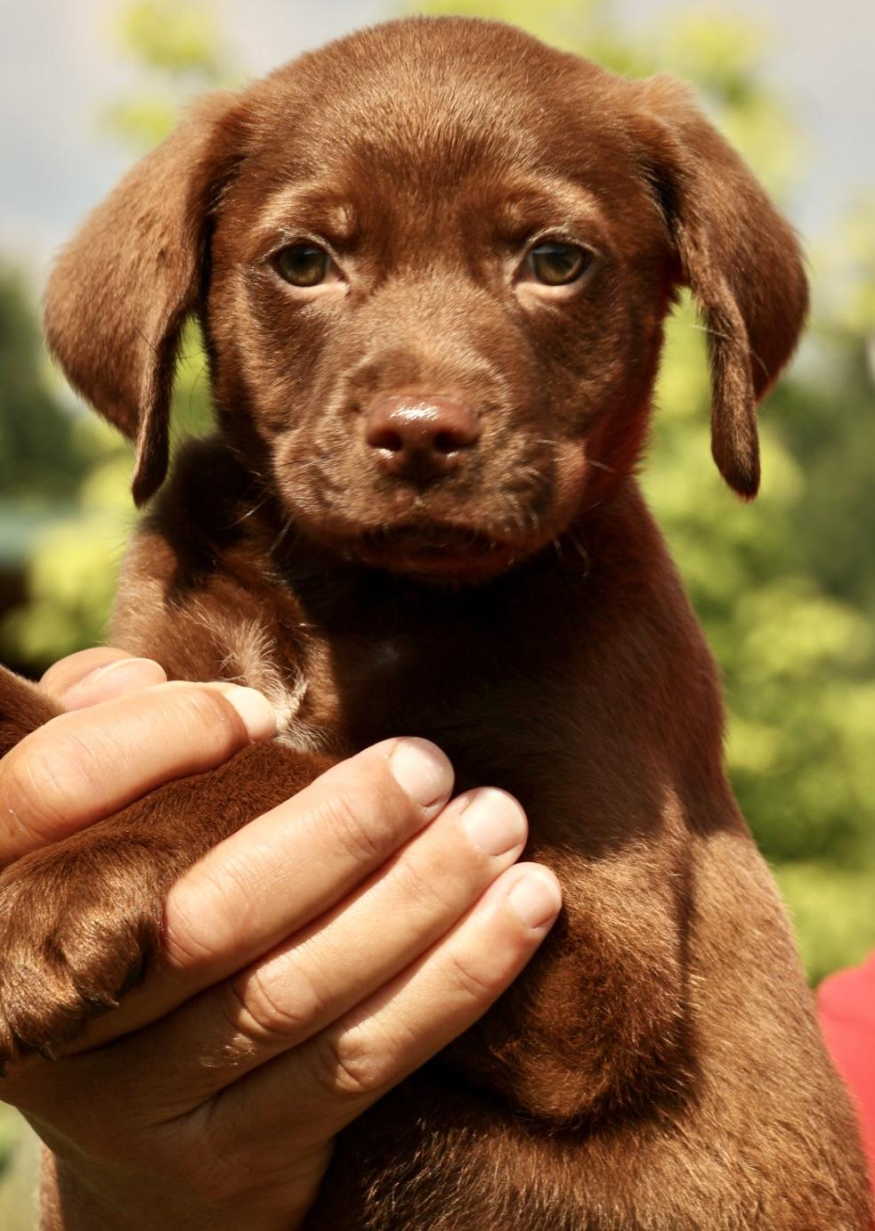 Enlarge 2026Alvin, an adopted mixed breed in Frederick, MD image 2/6