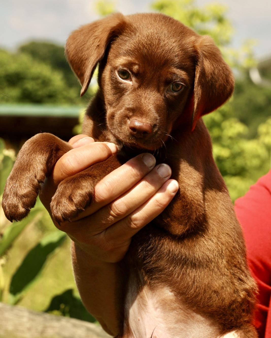 Enlarge 2026Alvin, an adopted mixed breed in Frederick, MD image 4/6
