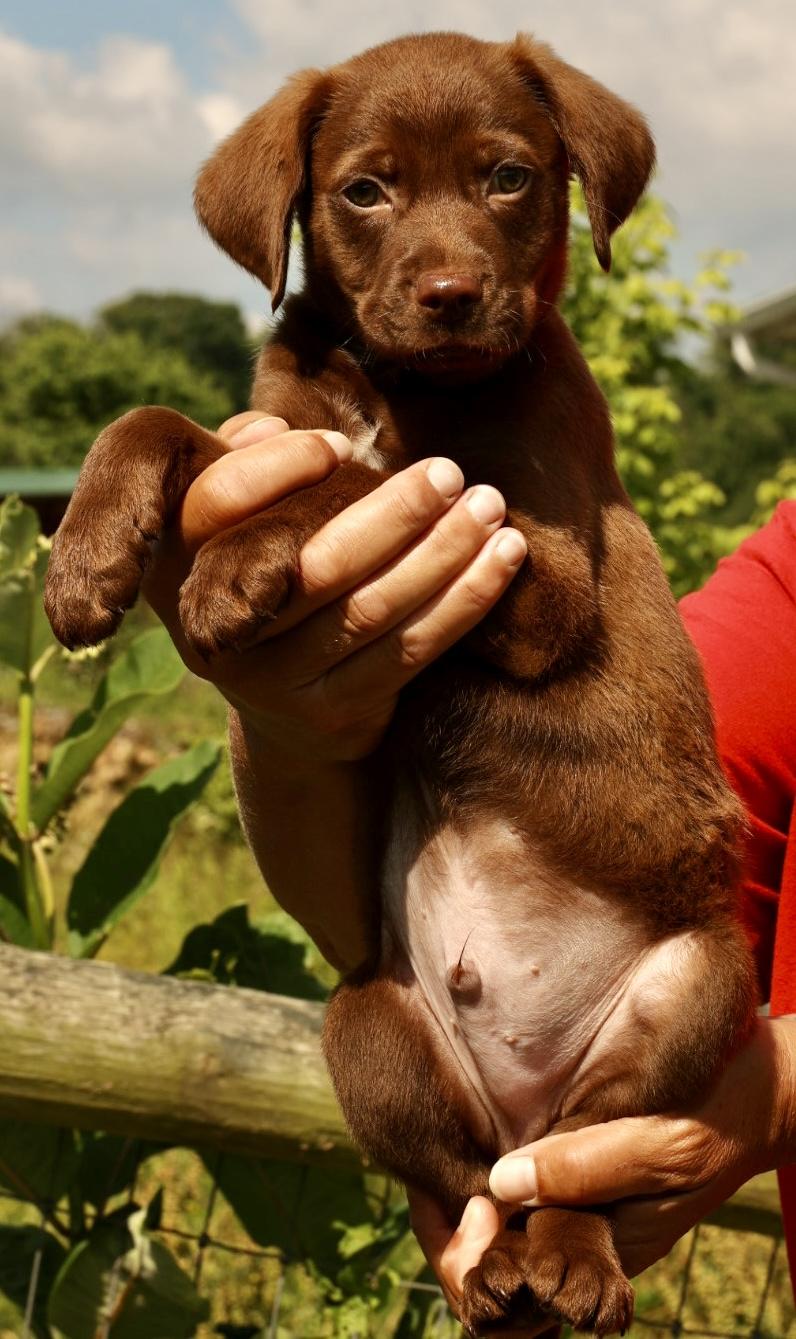 Enlarge 2026Alvin, an adopted mixed breed in Frederick, MD image 5/6