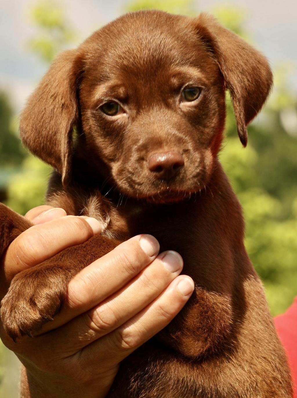 Enlarge 2026Alvin, an adopted mixed breed in Frederick, MD image 3/6