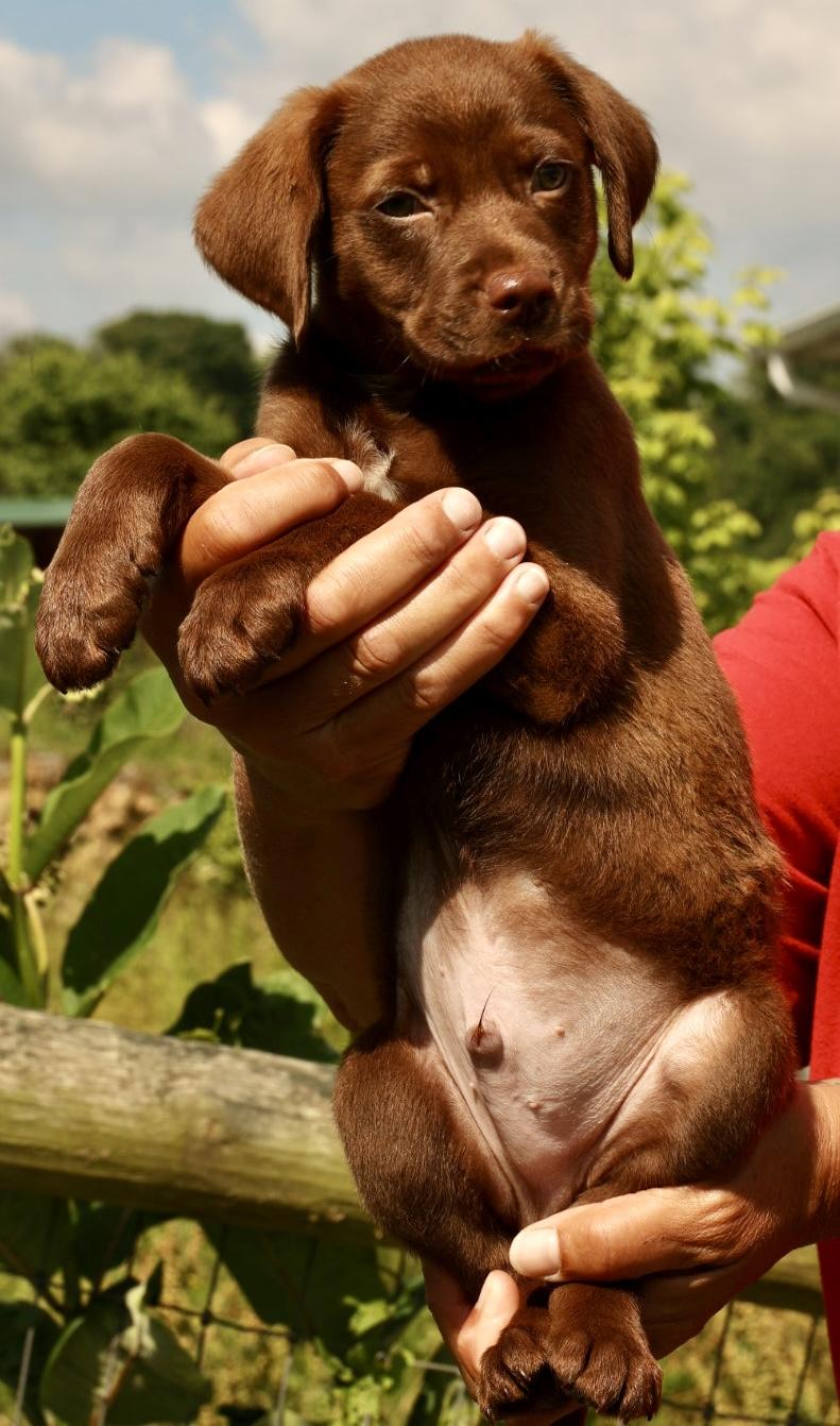Enlarge 2026Alvin, an adopted mixed breed in Frederick, MD image 6/6