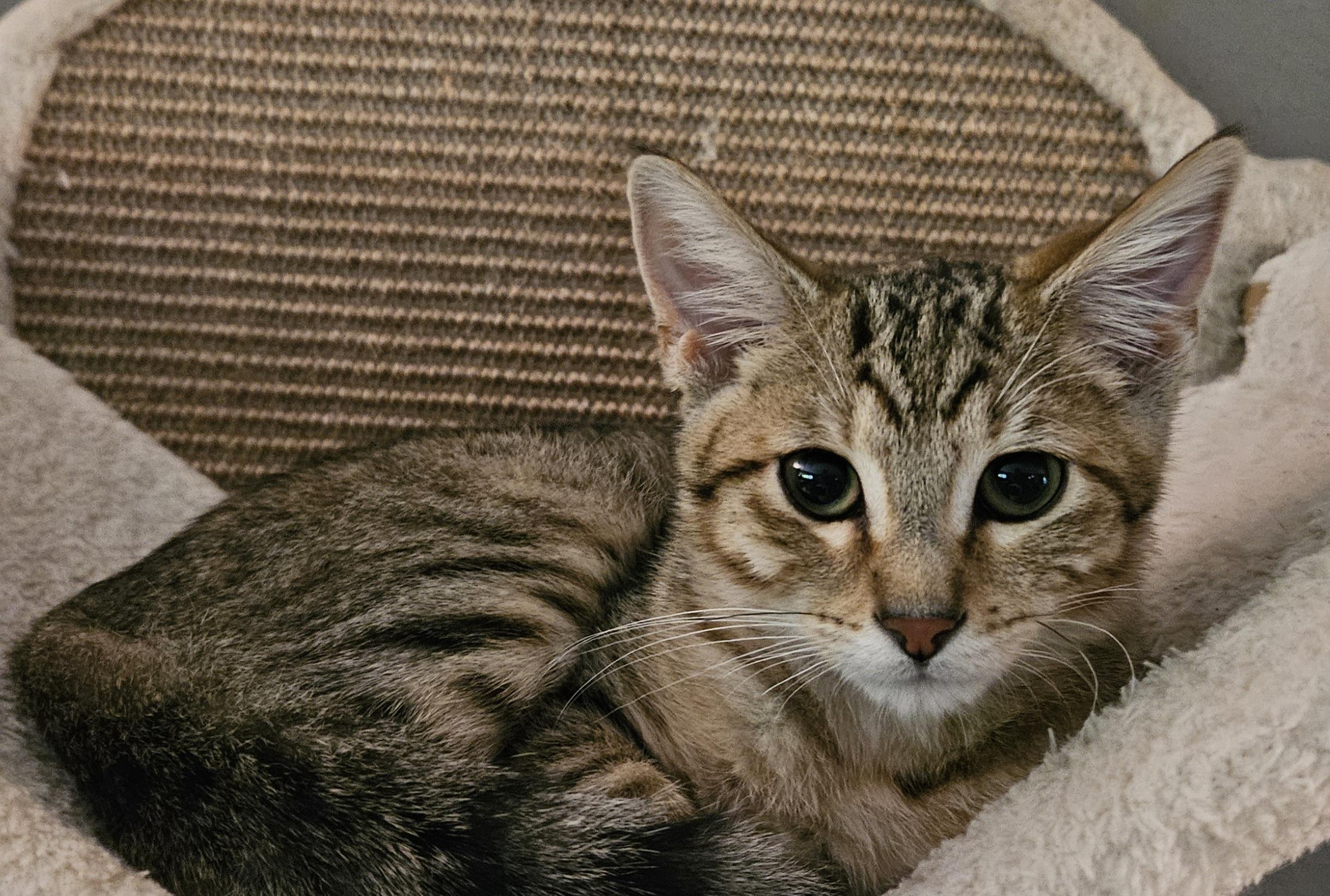 Starr, ADOPTABLE, Young Female Domestic Short Hair.