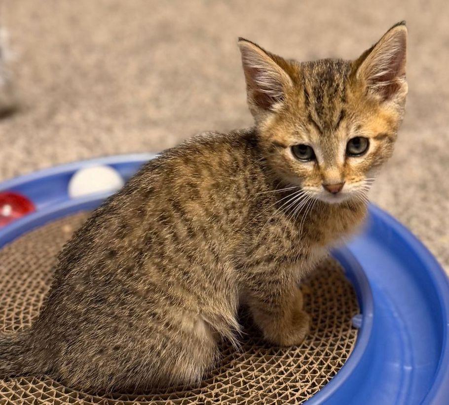 Starr, a ADOPTABLE Domestic Short Hair in Washburn, WI image 2/2