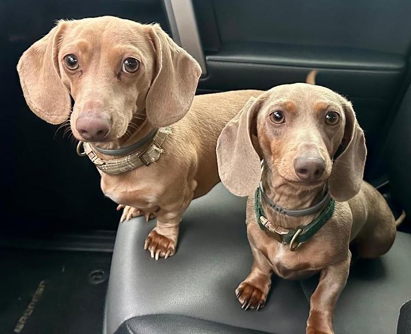 Enlarge *****CREME & BRULEE***** BONDED BROTHERS, a ADOPTABLE Dachshund in Georgetown, KY image 1/5