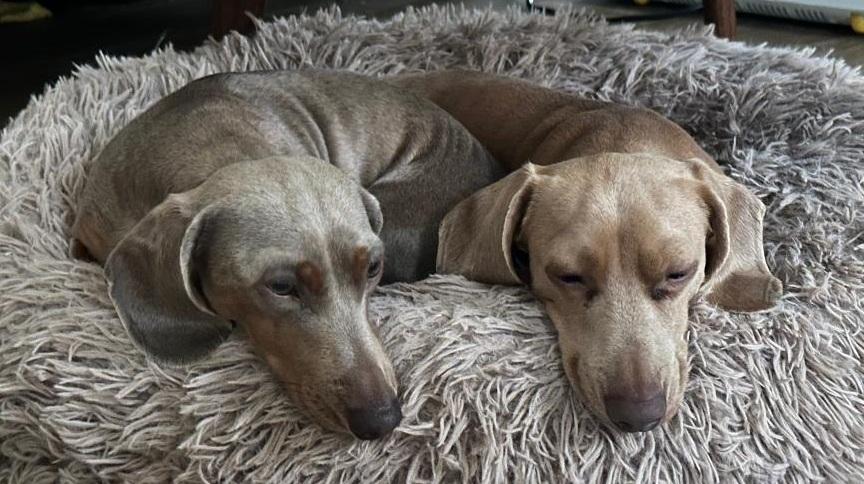 Enlarge *****CREME & BRULEE***** BONDED BROTHERS, a ADOPTABLE Dachshund in Georgetown, KY image 4/5