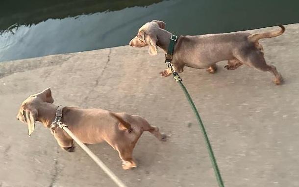 Enlarge *****CREME & BRULEE***** BONDED BROTHERS, a ADOPTABLE Dachshund in Georgetown, KY image 3/5
