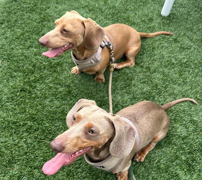 Enlarge *****CREME & BRULEE***** BONDED BROTHERS, a ADOPTABLE Dachshund in Georgetown, KY image 5/5