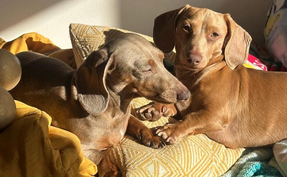 Enlarge *****CREME & BRULEE***** BONDED BROTHERS, a ADOPTABLE Dachshund in Georgetown, KY image 2/5