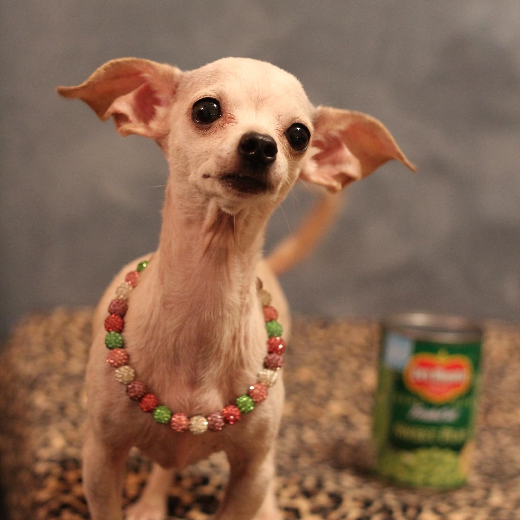Enlarge Elsie, a Adoptable Chihuahua in Yukon, OK image 4/4