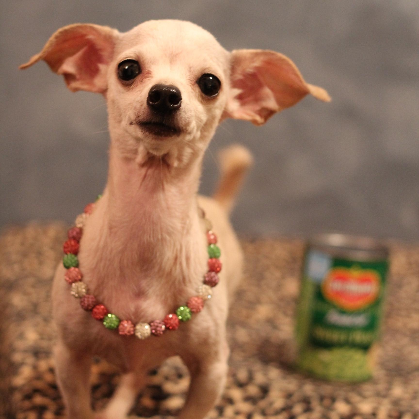 Enlarge Elsie, a Adoptable Chihuahua in Yukon, OK image 2/4