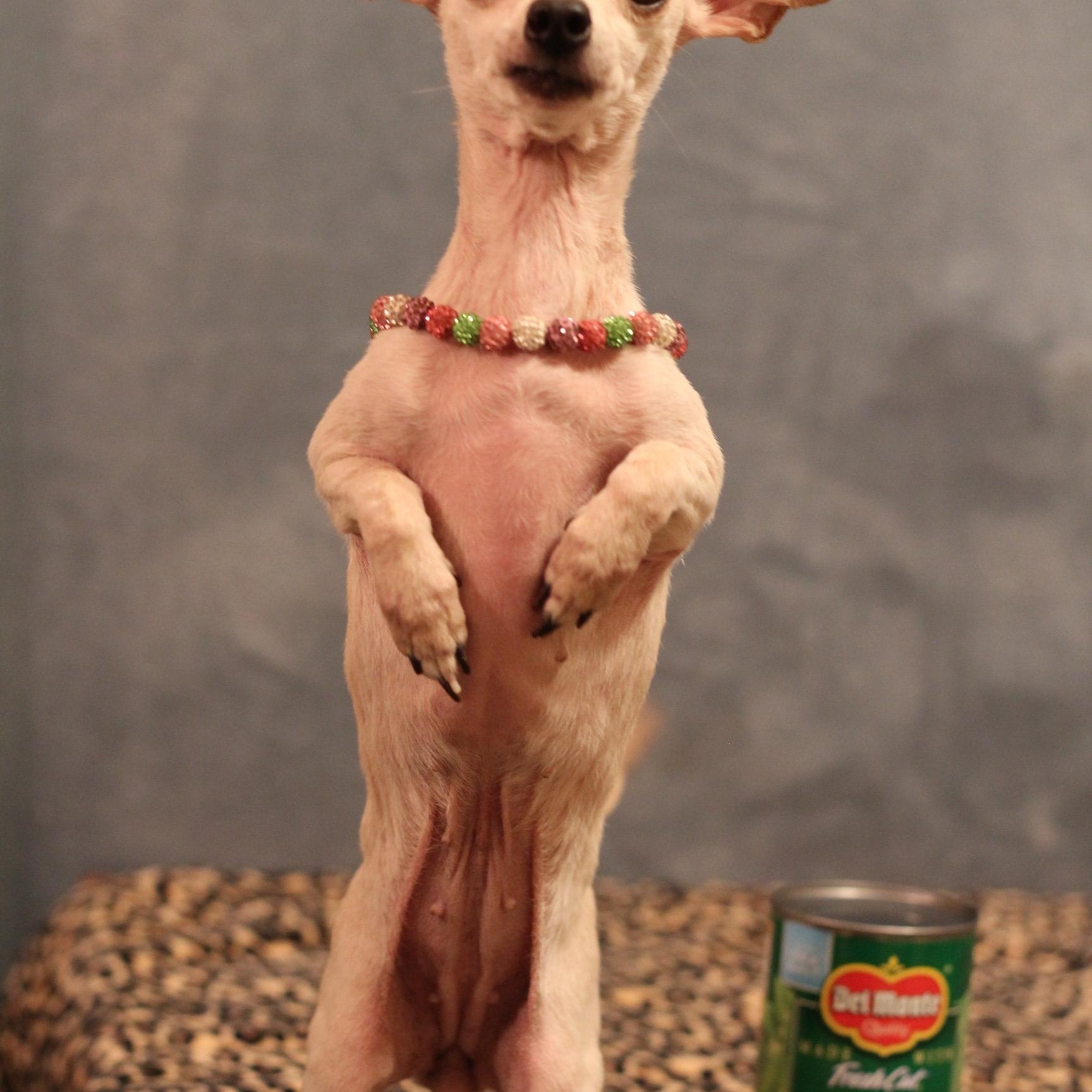 Enlarge Elsie, a Adoptable Chihuahua in Yukon, OK image 3/4