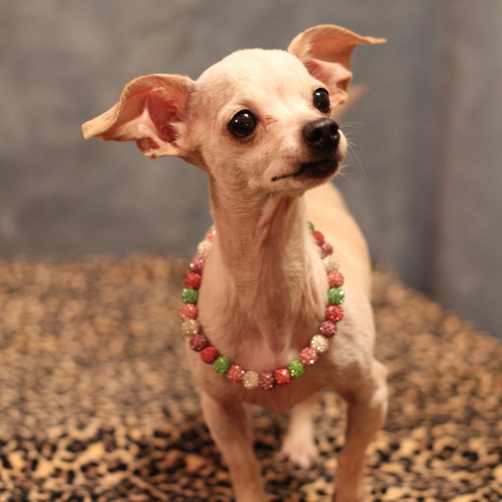 Elsie, Adoptable, Adult Female Chihuahua.