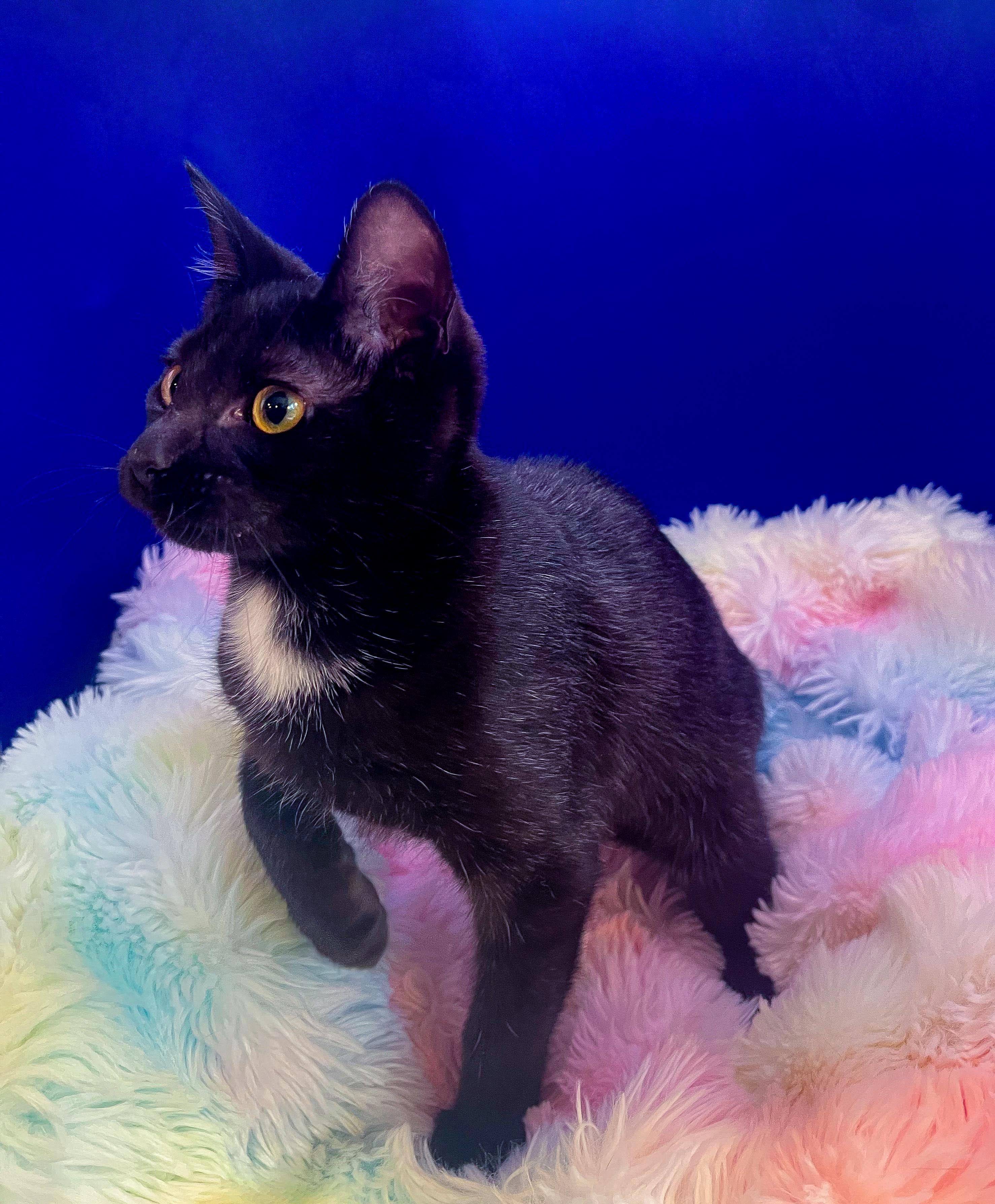 Enlarge Athena, a Adoptable Domestic Short Hair in Lacey, WA image 2/6