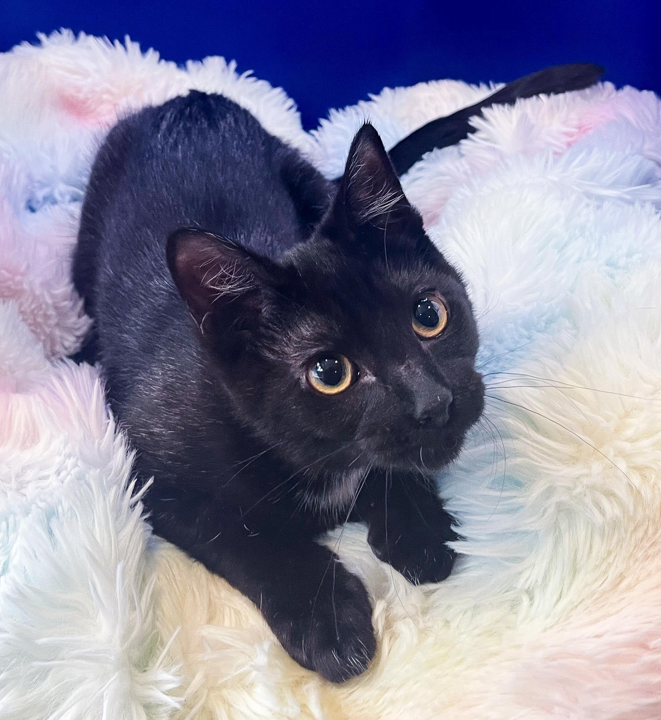 Enlarge Athena, a Adoptable Domestic Short Hair in Lacey, WA image 3/6