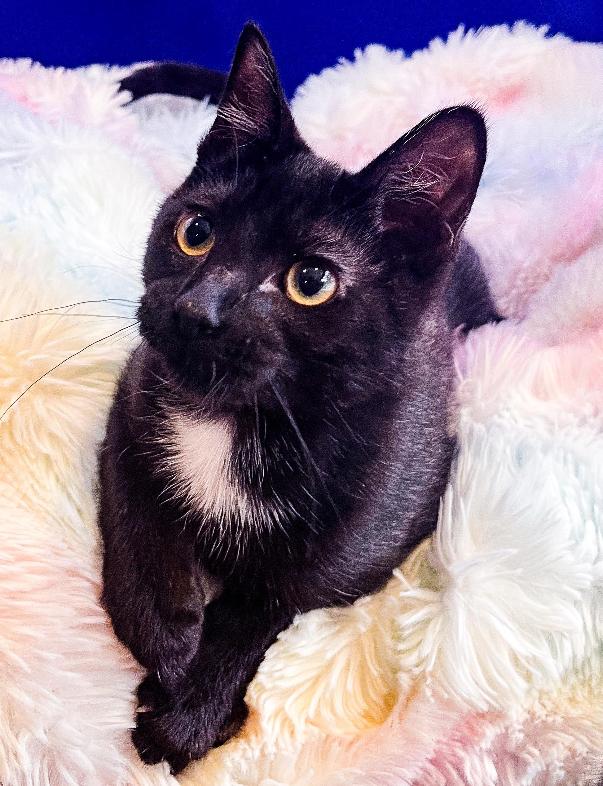Athena, Adoptable, Kitten Female Domestic Short Hair.