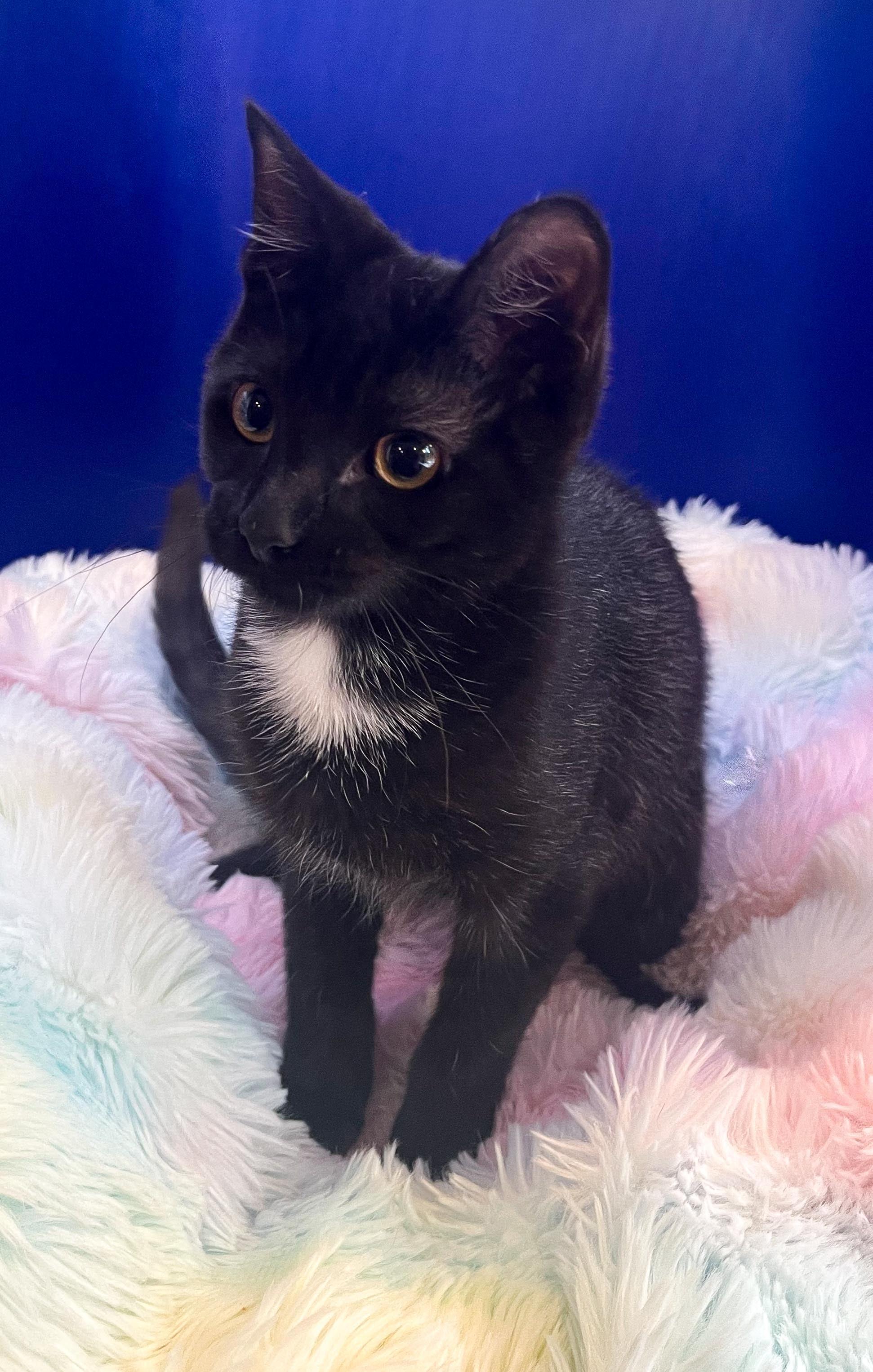 Enlarge Athena, a Adoptable Domestic Short Hair in Lacey, WA image 5/6