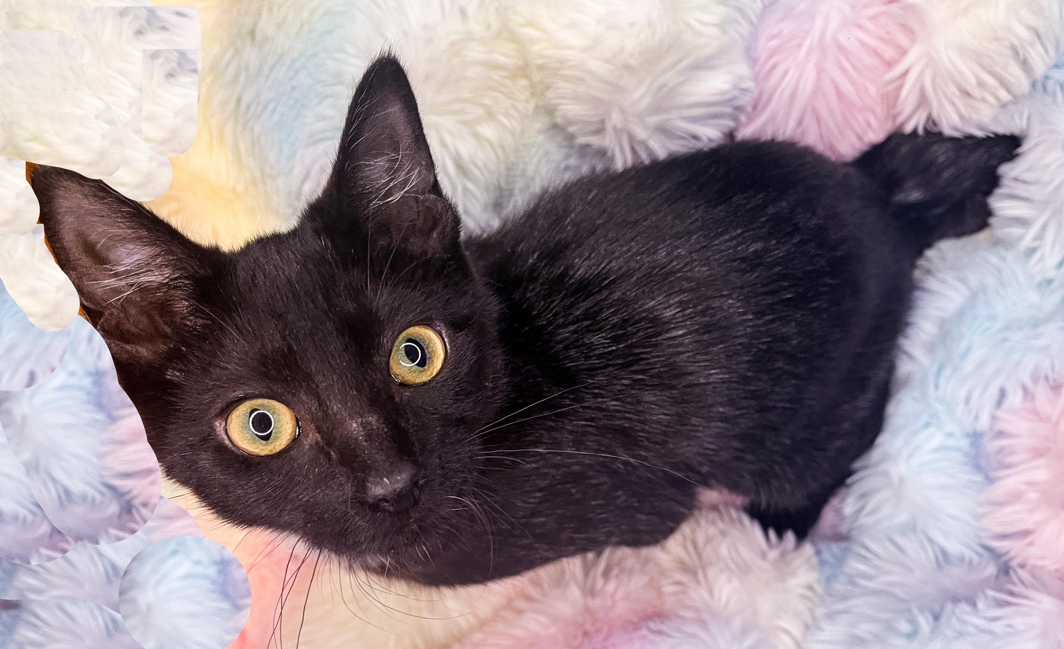 Enlarge Athena, a Adoptable Domestic Short Hair in Lacey, WA image 4/6