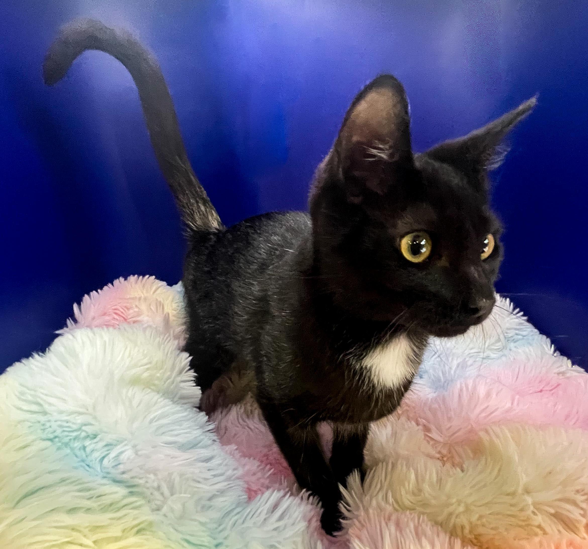 Enlarge Athena, a Adoptable Domestic Short Hair in Lacey, WA image 6/6