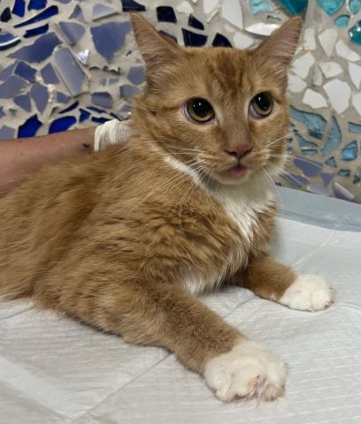 Enlarge CELESTE, a Adoptable Domestic Short Hair in Pensacola, FL image 1/1