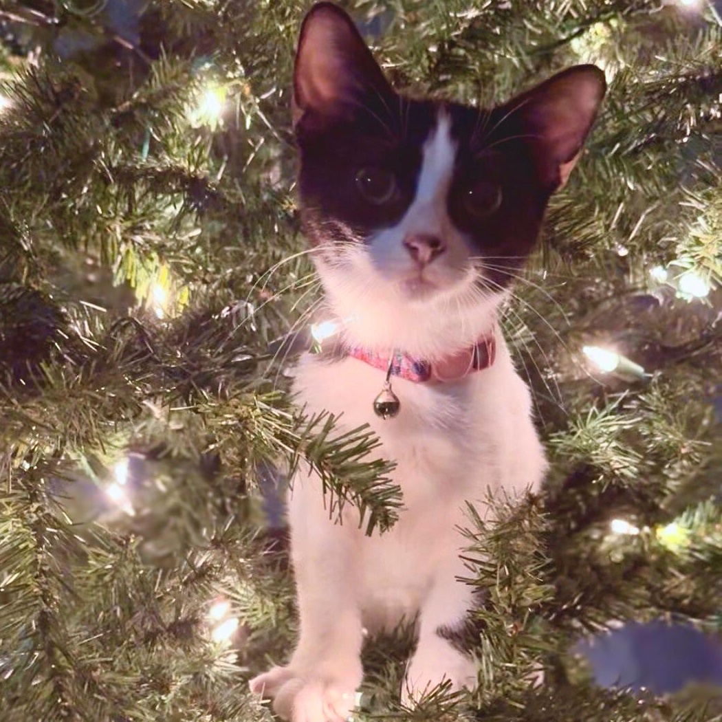 Moony, Adoptable, Kitten Female Domestic Short Hair.