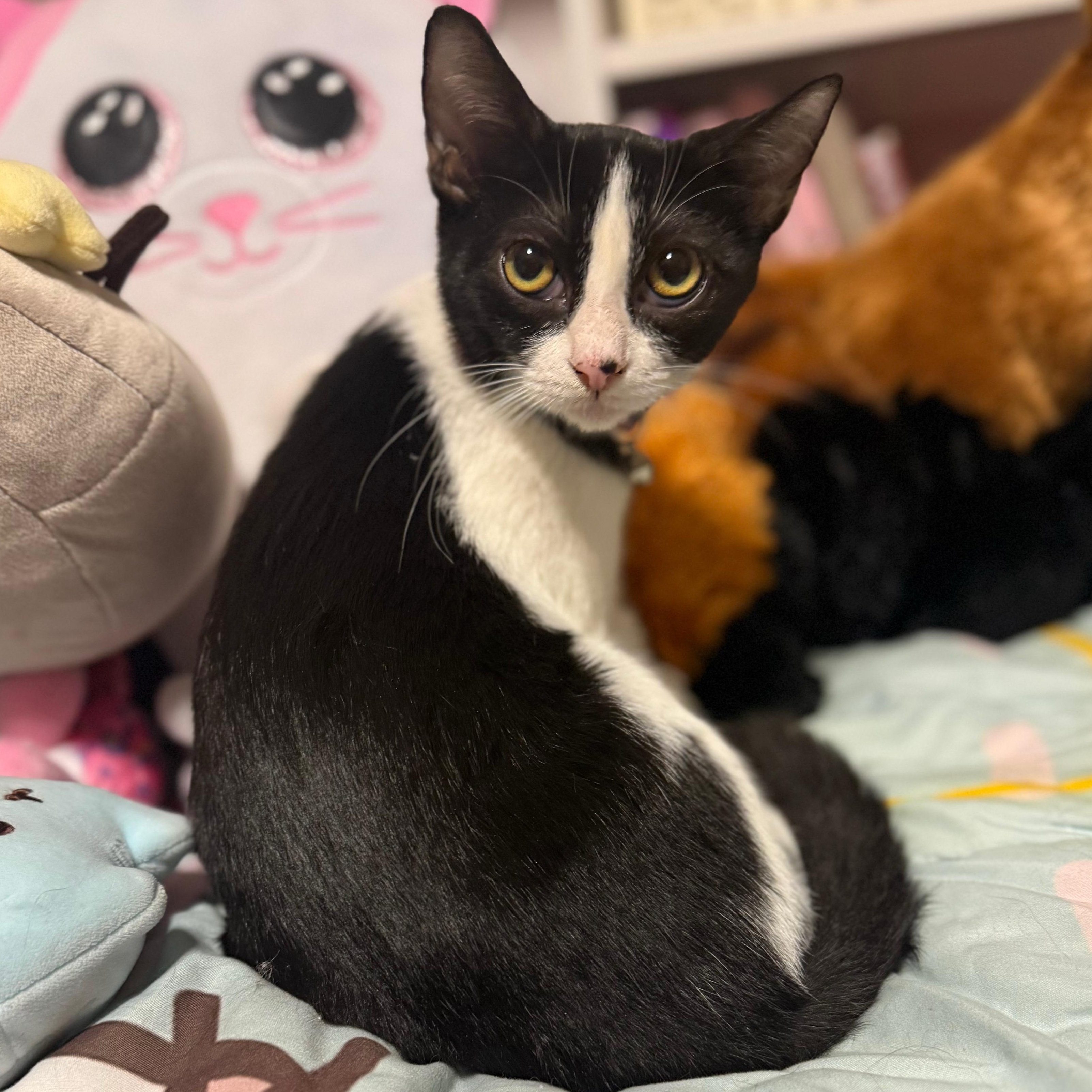 Enlarge Moony, a Adoptable Domestic Short Hair in Baldwin, MD image 2/5