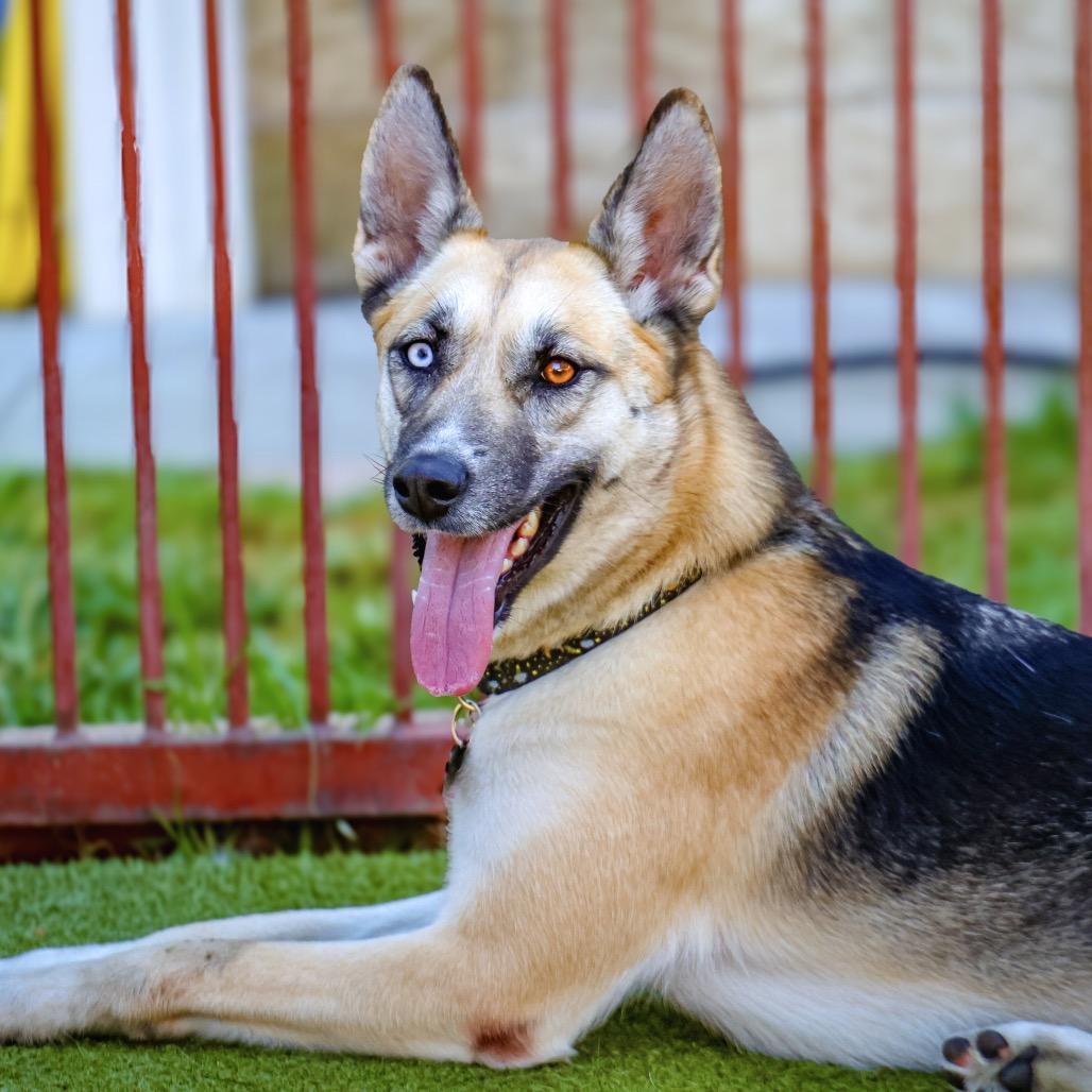 Enlarge Misty, a Adoptable mixed breed in Upland, CA image 2/6