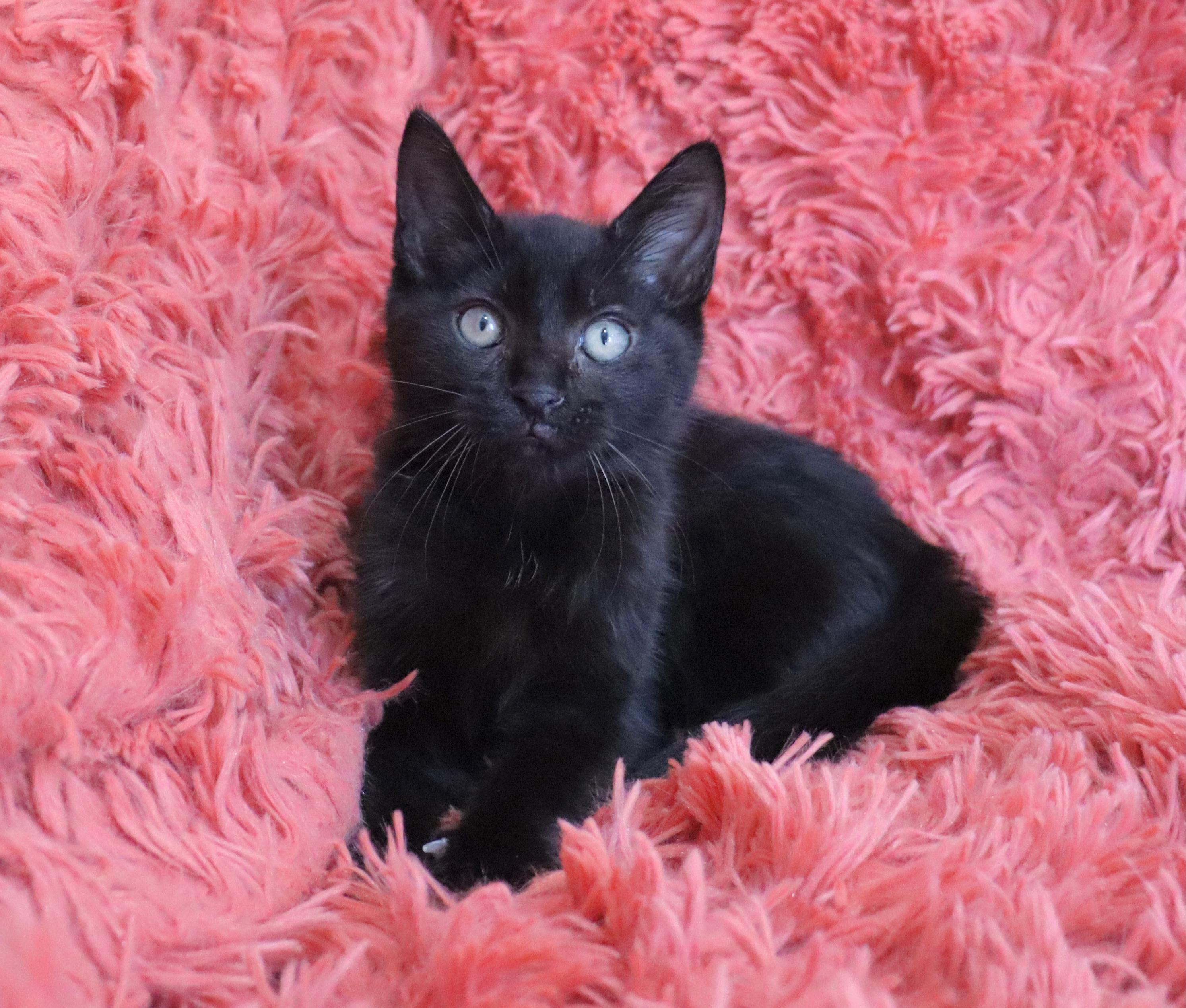 Jelly Bean, adopted, Kitten Male Bombay.