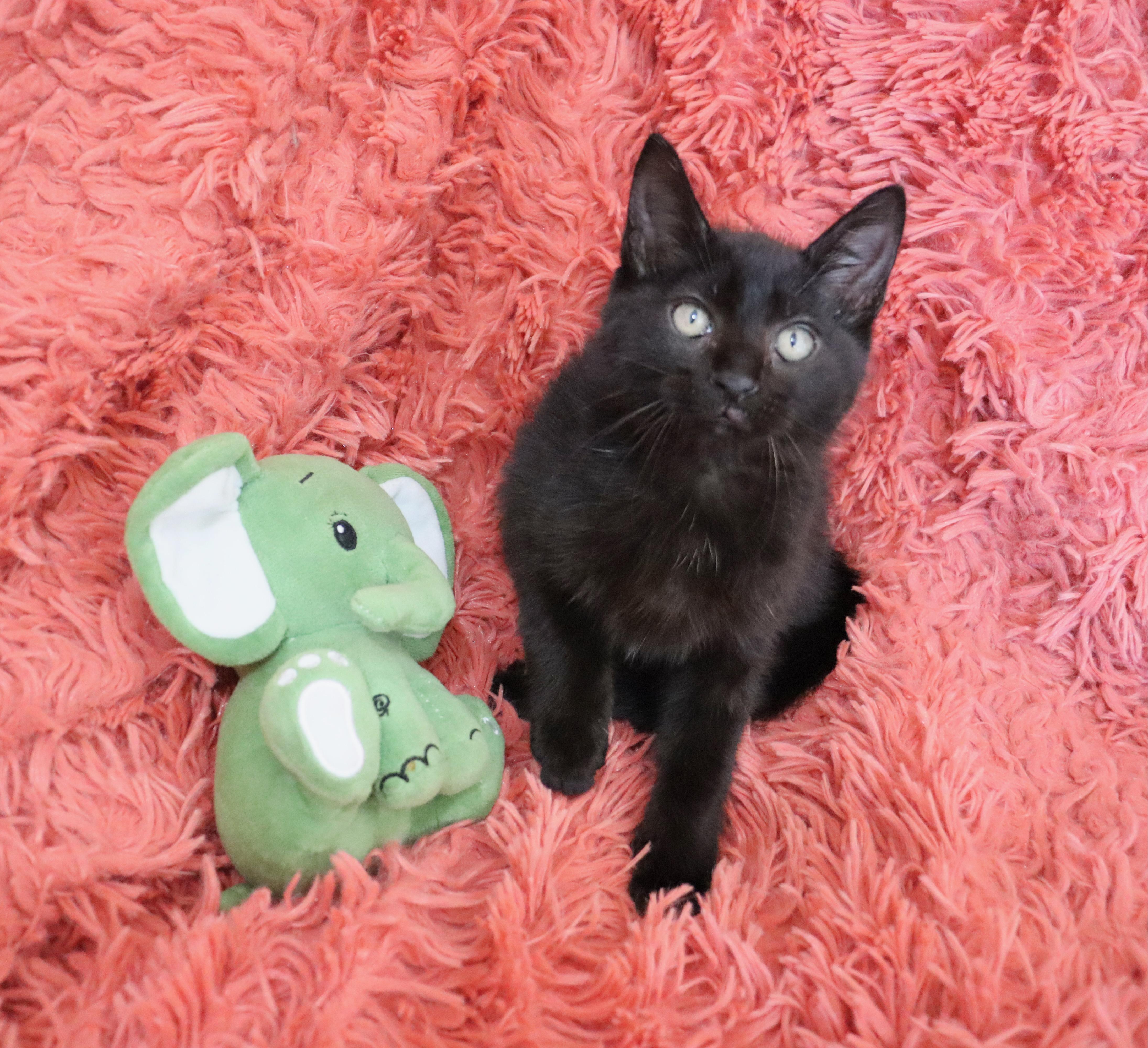 Enlarge Jelly Bean, an adopted mixed breed in Saint Augustine, FL image 3/6