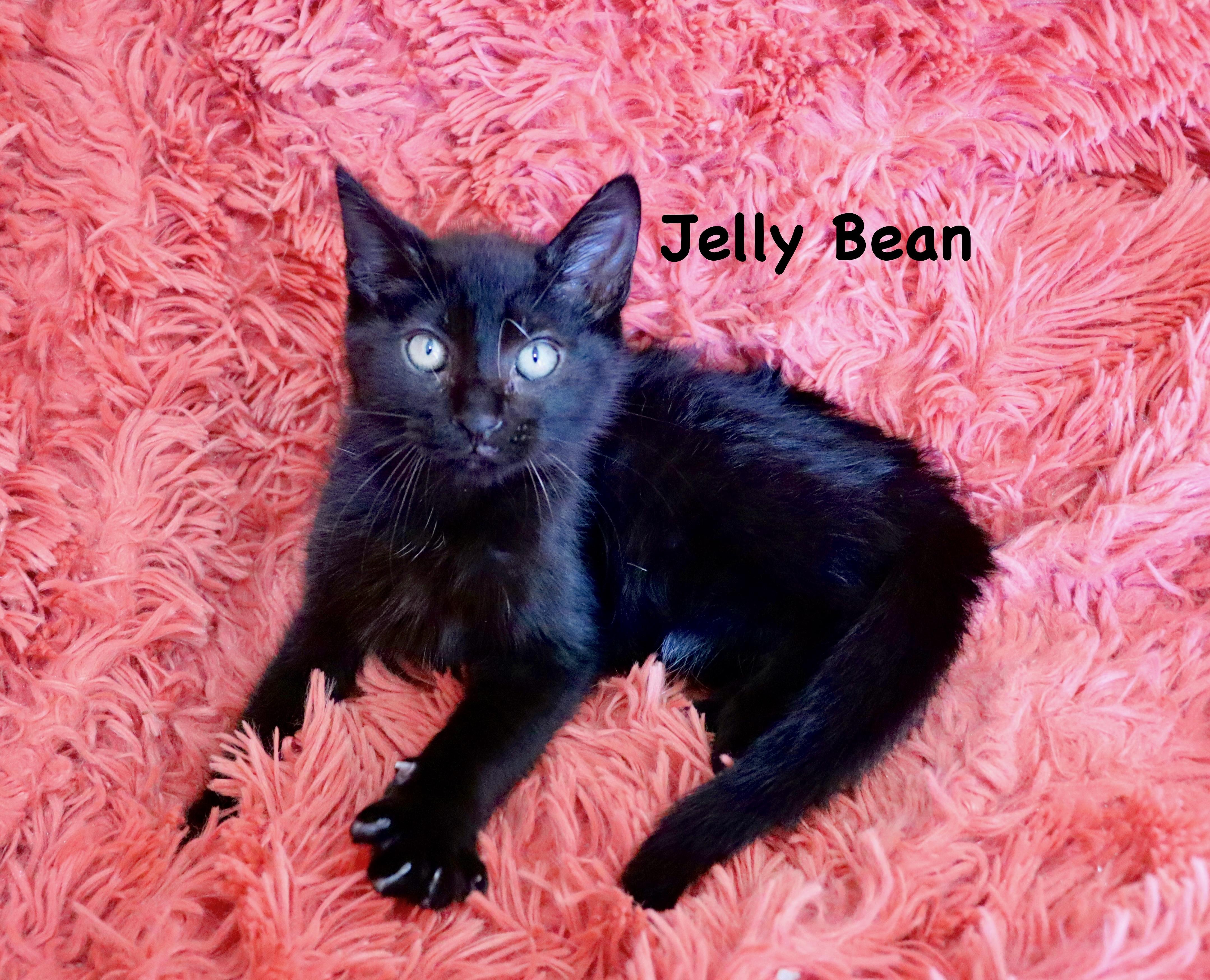Enlarge Jelly Bean, an adopted mixed breed in Saint Augustine, FL image 6/6