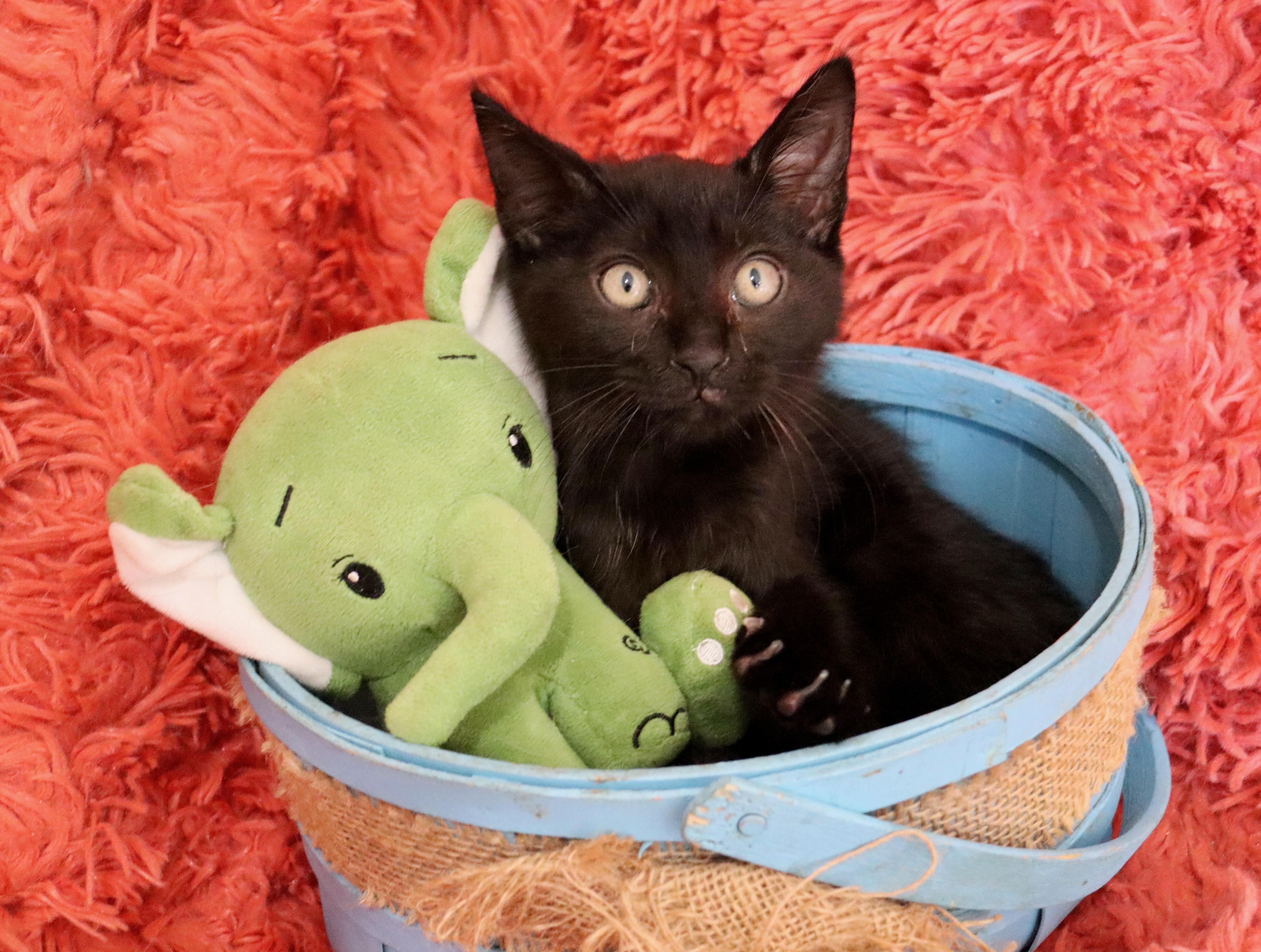 Enlarge Jelly Bean, an adopted mixed breed in Saint Augustine, FL image 2/6