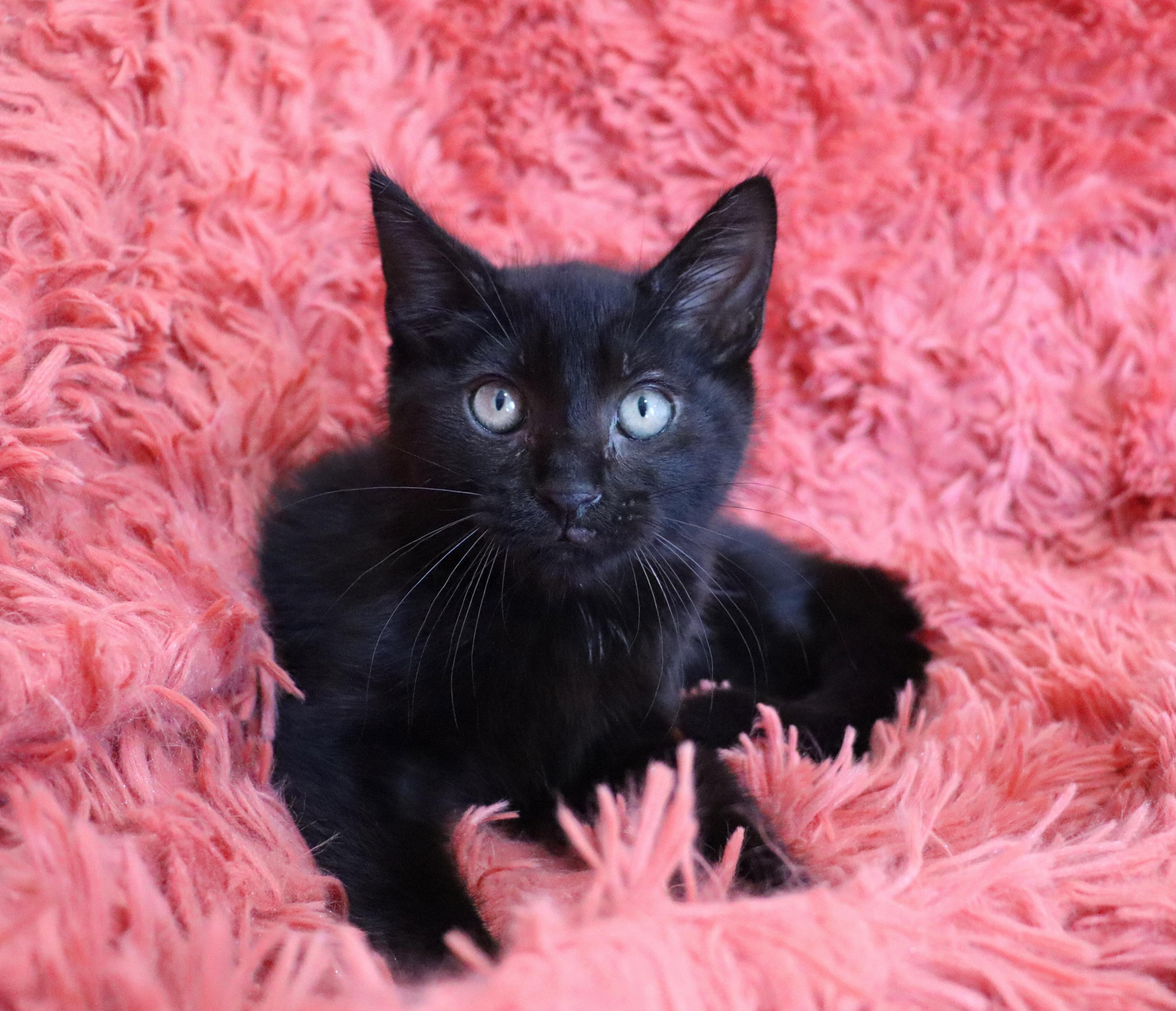 Enlarge Jelly Bean, an adopted mixed breed in Saint Augustine, FL image 4/6