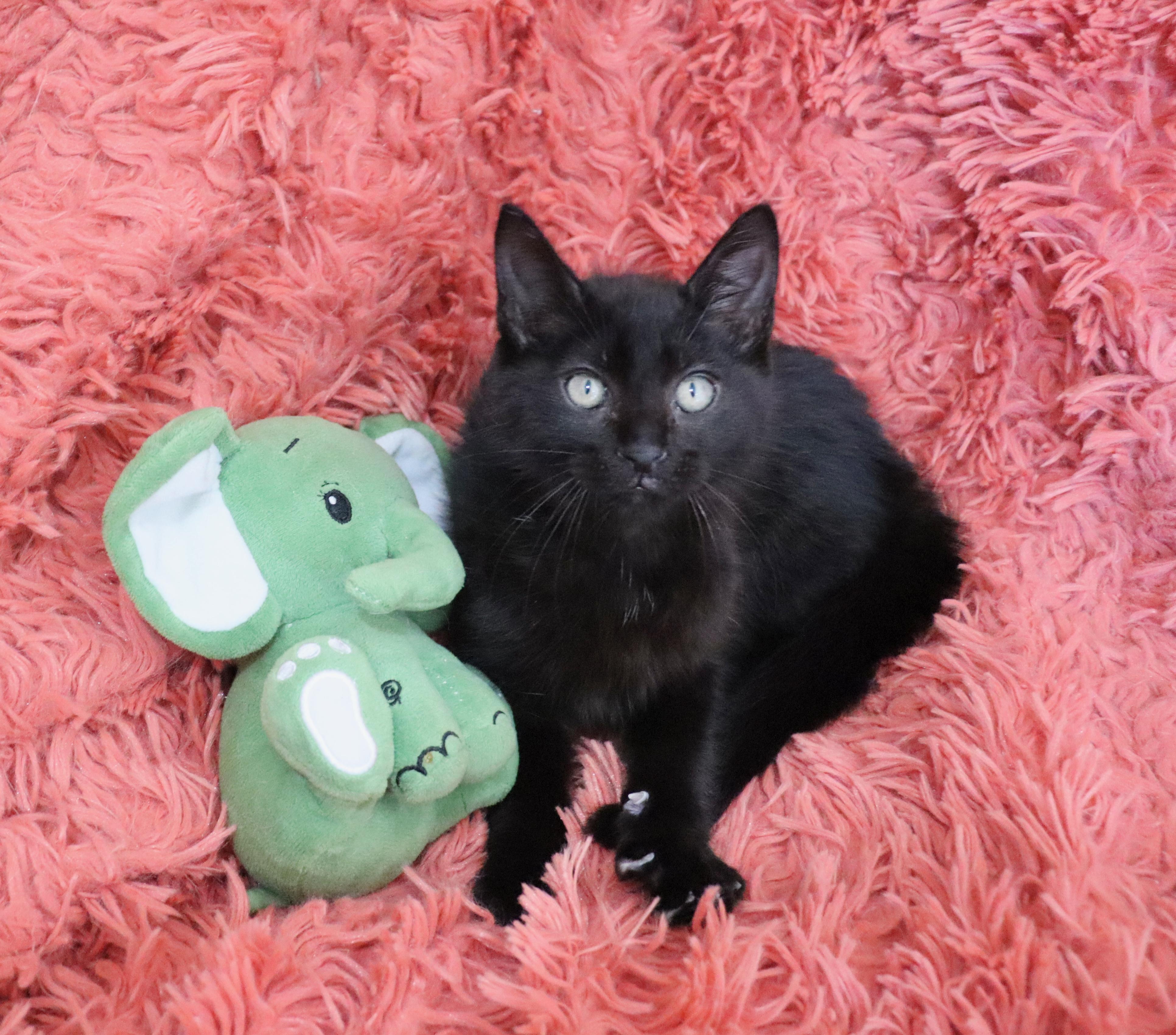 Enlarge Jelly Bean, an adopted mixed breed in Saint Augustine, FL image 5/6