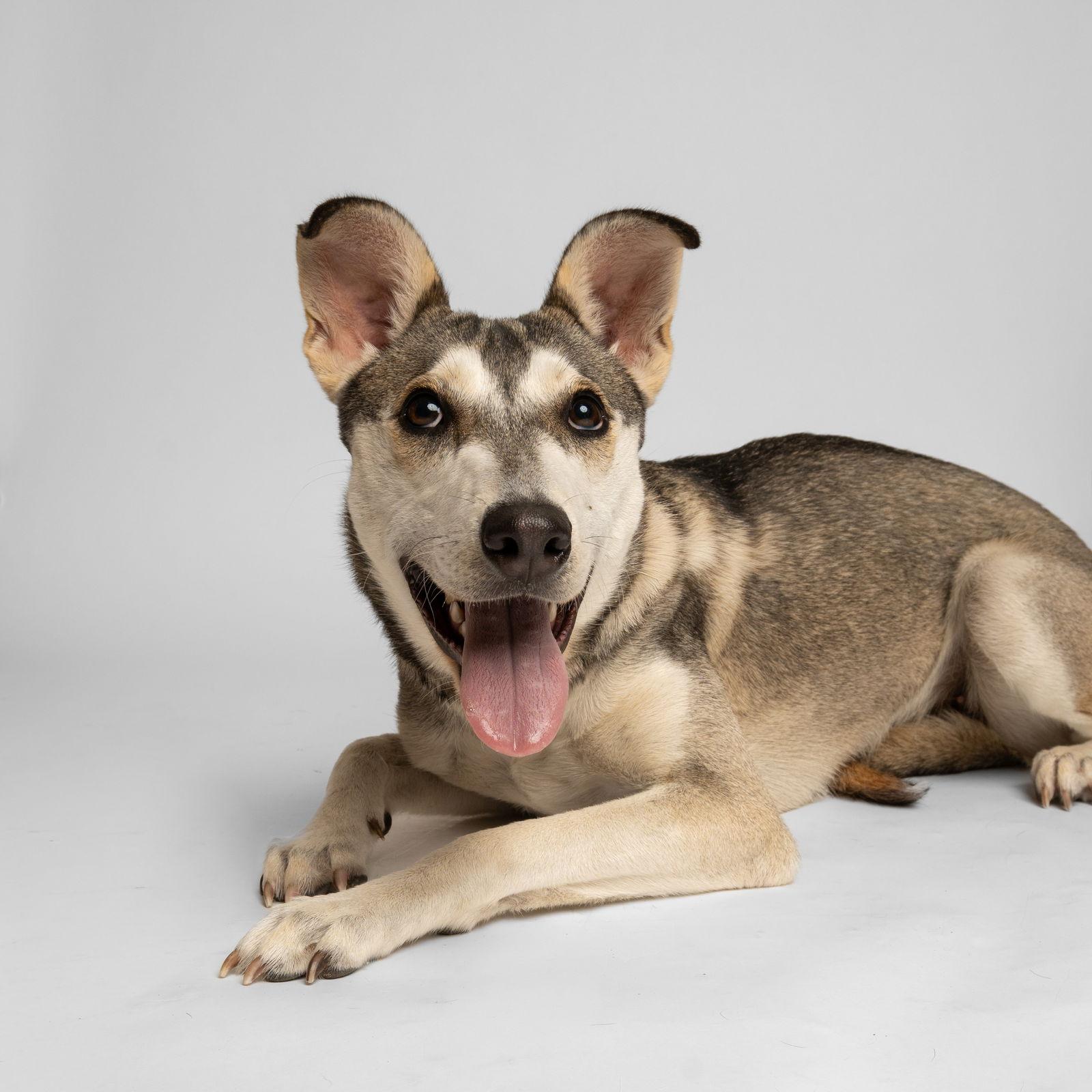 Ruby, Adoptable, Young Female Husky & Shepherd.