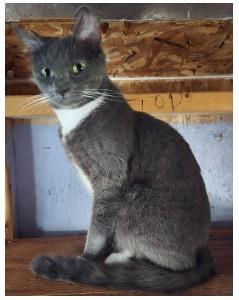 Petpet, Adoptable, Adult Female Domestic Short Hair.