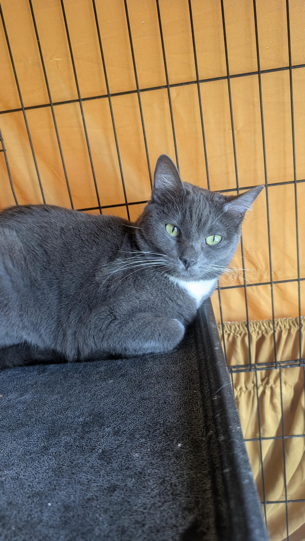 Enlarge Petpet, a Adoptable Domestic Short Hair in La Jolla, CA image 1/1