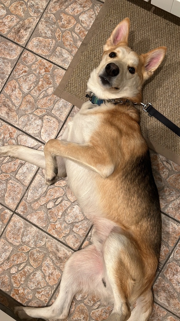 Atreyu, a Adoptable mixed breed in Sherman Oaks, CA image 1/10